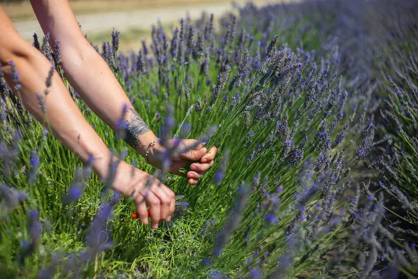 Lavendel Fält Och Händer Skära Lavendel Lavendelskörd — Stockfoto