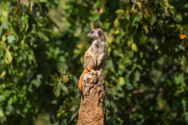 Suricata Suricatta - Dar bir bagajda oturan ve bagajı tehlikeye karşı koruyan bir mirket. Güzel bokeh.