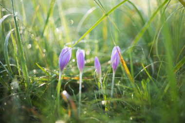 Colchicum Autumnale - Mor Colchicum çiçekleri sabah çiğ ve güzel bokeh ile bir çayırda yetişiyor.