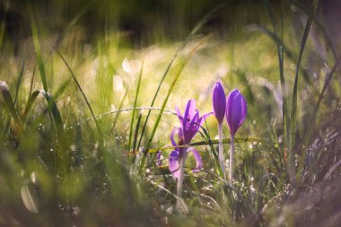 Colchicum Autumnale - Mor Colchicum çiçekleri sabah çiğ ve güzel bokeh ile bir çayırda yetişiyor.