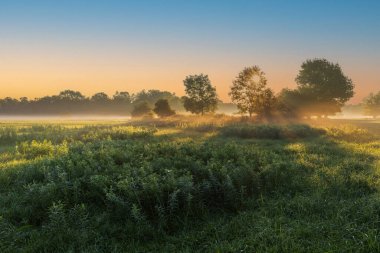 Güneşin ışınlarının parladığı ağaçlarla dolu bir çayırda alçak sisli güzel bir sonbahar sabahı..