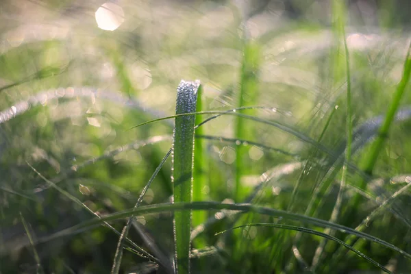 Çayırda yetişen uzun çimen yaprakları sabah çiğ damlalarıyla kaplı ve güzel bokeh