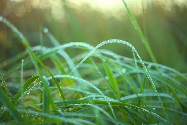 Long leaves of grass growing in a meadow covered with morning dew drops with beautiful bokeh