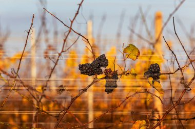 Batan güneşin altındaki üzüm bağında olgun koyu üzümler hasat için hazır..