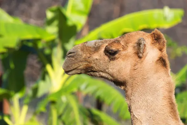 Camel - detail of a camel\'s head in profile.