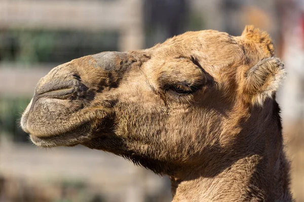 Camel - detail of a camel\'s head in profile.