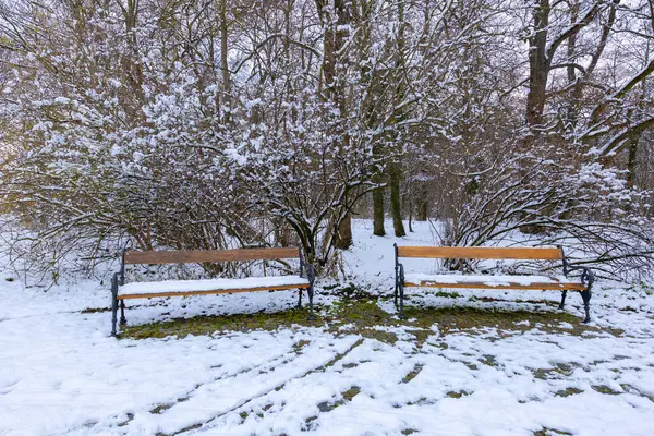 Two wooden benches built in the park, standing in front of snowy bushes.