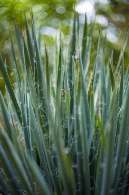 Adid - uzun, ince, yeşil, agave yaprakları bahçede büyüyor. Yaprakların kenarlarından küçük filizler çıkar..
