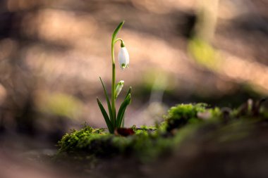 Leucojum vernum - yeşil yosun içinde büyüyen tek beyaz çiçek ve güzel bokeh.