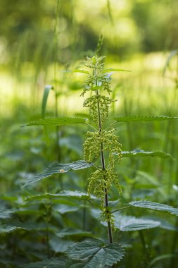 Urtica - yaprakları ve uzun çiçekleri olan olgun bir bitki. Arka planda güzel bir arka plan ışığı var..