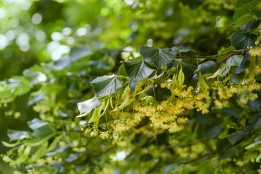 Tilia kordata - sarı ve beyaz ıhlamur çiçekleri güzel bir arka planda yeşil yapraklı bir dalda yetişiyor.