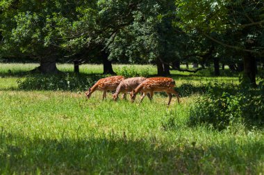 Cervus nippon - küçük boynuzları olan üç genç erkek güzel bir ışıkta çayırda otluyor..