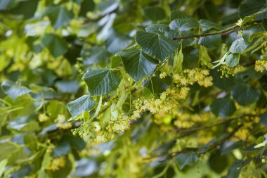Tilia cordata - yellow and white linden flowers growing on a branch with green leaves in a beautiful backlight. clipart