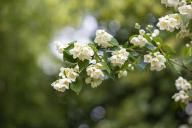 Jasminum - Yeşil yapraklı bir dalda açan beyaz yasemin çiçekleri ve güzel yumuşak bir arka plan.