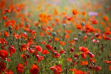 Papaver somniferum. Arka planda birkaç yeşil haşhaş bulunan kırmızı bir tarla..