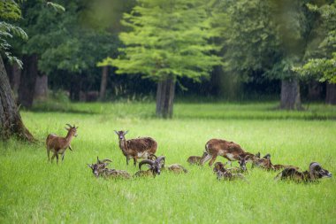 Yaprak döken ormandaki yeşil bir çayırda otlayan bir geyik sürüsü.