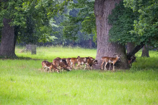 stock image A herd of fallow deer hiding under a massive tree from the rain in the forest