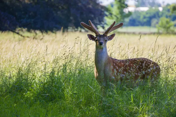 stock image Cervus nippon - a massive male deer standing proudly in the meadow and looking directly at you in the background of the forest.