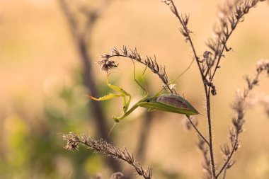 Peygamber devesi kurak bir çayırda oturuyor bozkırda yetişen güzel bir arka planı var..