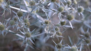 Çayırda yeşil bir renkte büyüyen devedikeni çiçekleri