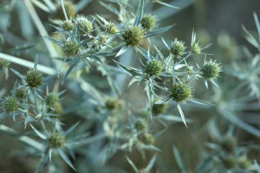 Çayırda yeşil bir renkte büyüyen devedikeni çiçekleri