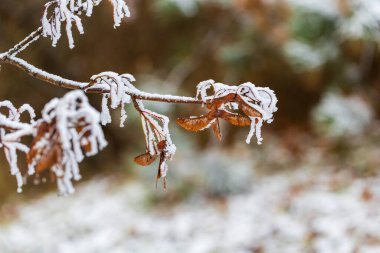 Winter Acer maple branch with winged achenes covered in white frost clipart