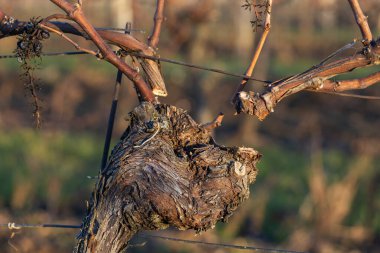 Kış üzüm bağı, üzüm bağında çalışmak, batan güneşin altında eski dalların budanması.