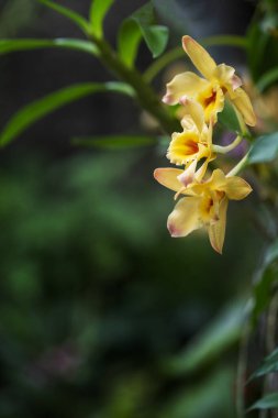 Yellow orchid flowers growing on a stem in a beautiful soft bokeh background.