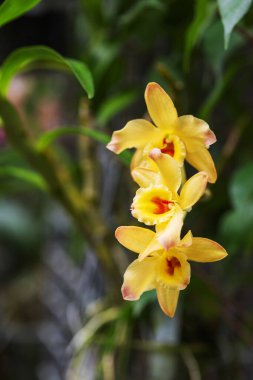 Yellow orchid flowers growing on a stem in a beautiful soft bokeh background.