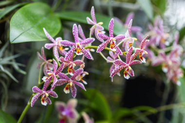 Beautiful, tiny, pink orchid flowers growing on flower stems in a soft bokeh background.