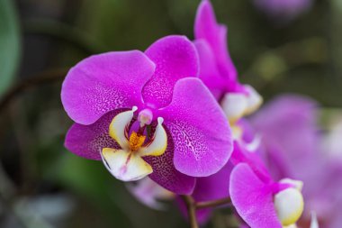 Beautiful pink orchid flowers growing on flower stems in a soft bokeh background.