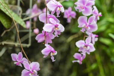 Beautiful pink orchid flowers growing on flower stems in a soft bokeh background.