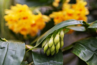 Clusters of white-purple orchid flowers growing on flower stems in the background of orchid leaves