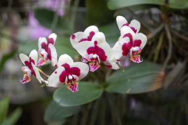 Beautiful, white-purple orchid flowers growing on flower stems in the background of orchid leaves. clipart