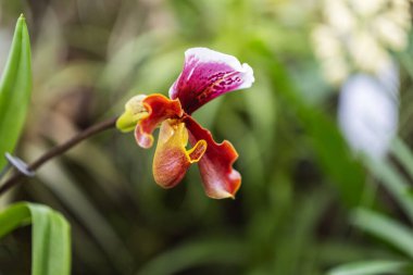 Strange flower, exotic orchid growing on a green stem in a bokeh background.