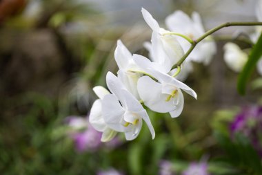 Beautiful, white orchid flowers growing on flower stems in the background of orchid leaves.