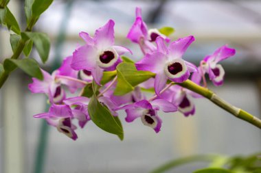 Beautiful, white-purple orchid flowers growing on flower stems in the background of orchid leaves.