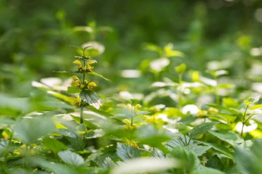 Galeobdolon luteum - Lutea çiçekleri ormanın kıyısındaki yaprak döken ağaçların gölgesinde yetişiyor..