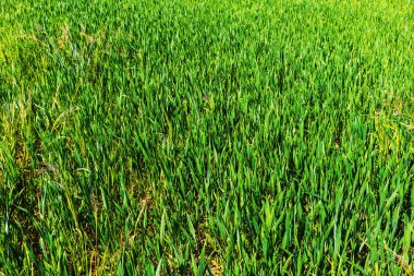 Üzerinde yeşil çavdar yetişen keskin bir tarla..