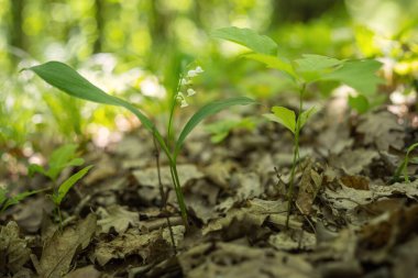 Convallaria majalis - Vadinin beyaz zambakları yaprak döken ormanlarda yetişiyor.