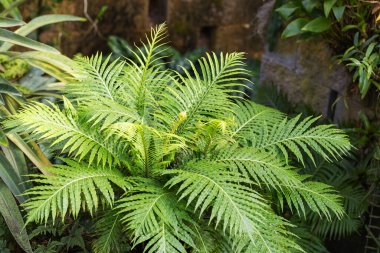 Güzel büyük eğrelti otu, üst manzara.