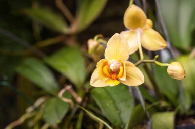 Güzel sarı orkide çiçekleri yaprakların arka planında uzun bir sapta yetişiyor..