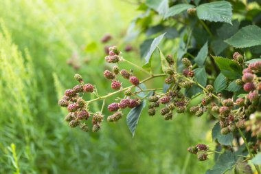Yaka kuyruğu çalılarının dalları olgunlaşmamış dut meyveleriyle kaplı ve çok güzel yumuşak bir arka planı var..
