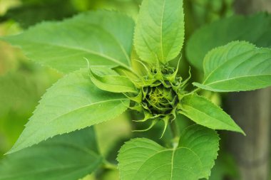 Helianthus. Bahçede yetişen bükülmüş bir ayçiçeği..