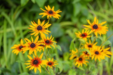 Ekinezya - Bahçedeki bir çiçek tarlasında yetişen sarı çene çiçeği.