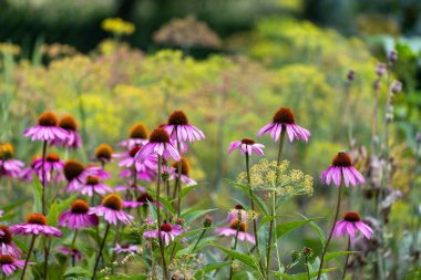 Echinacea purpurea - güzel mor Echinacea çiçekleri bahçede bir çiçek tarhında büyüyor.