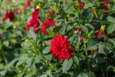 Dahlia - güzel uzun bir çalıda yetişen koyu pembe yıldız çiçekleri.