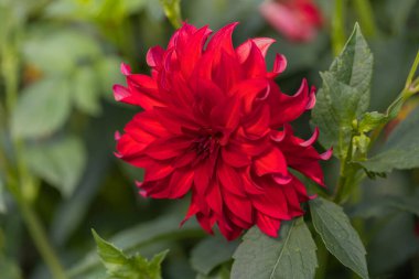 Dahlia - güzel uzun bir çalıda yetişen koyu pembe yıldız çiçekleri.