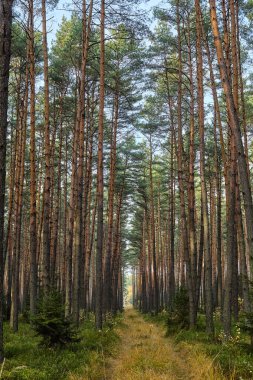Çam ormanlarının sonbahar görüntüsü