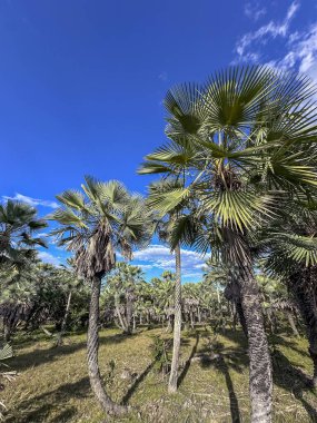 Lencois Maranhenses, Barreirinhas, Maranho State, Brezilya, 9 Temmuz 2024. Göl ve kum tepelerindeki turistler.